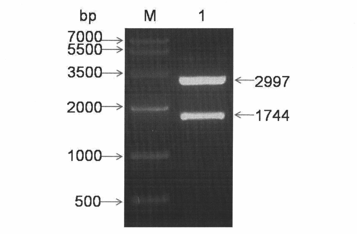 Integration cattle NRAMPl macrophage specificity expression vector/cattle fibroblast and method thereof