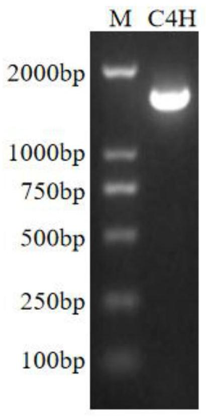 Cinnamic acid-4-hydroxylase gene thc4h and its application