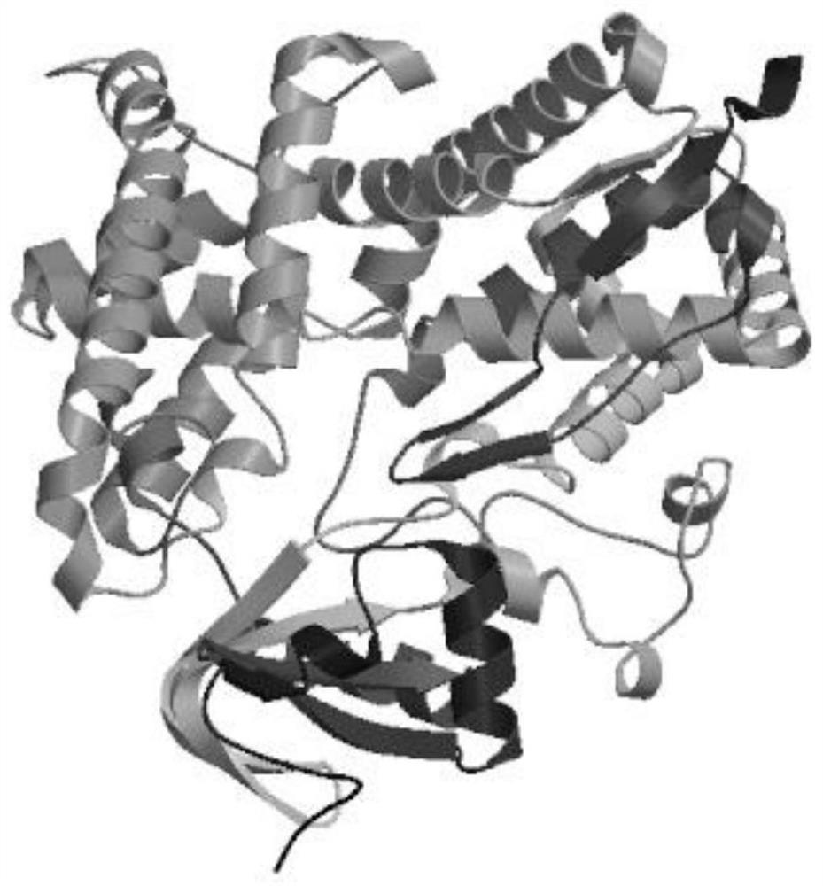 Cinnamic acid-4-hydroxylase gene thc4h and its application