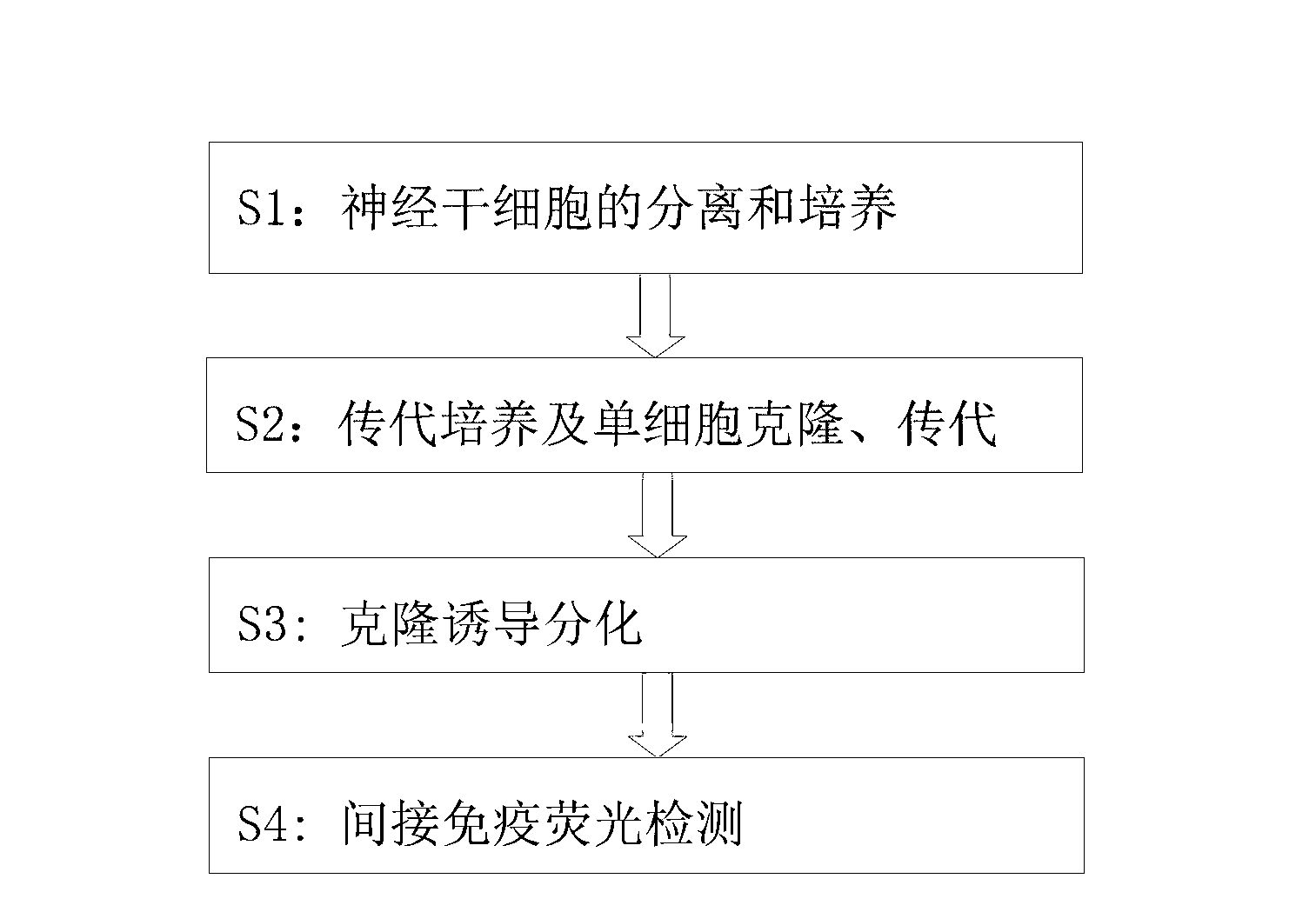 Method for separating and subculturing primary embryo-derived neural stem cell