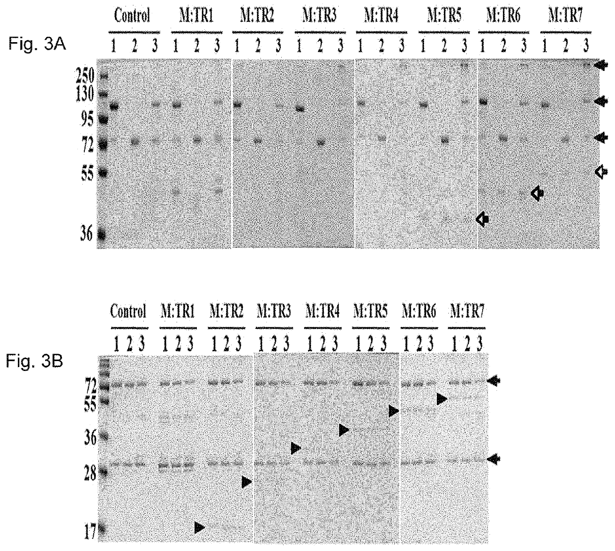 Repeat-chain for the production of dimer, multimer, multimer complex and super-complex