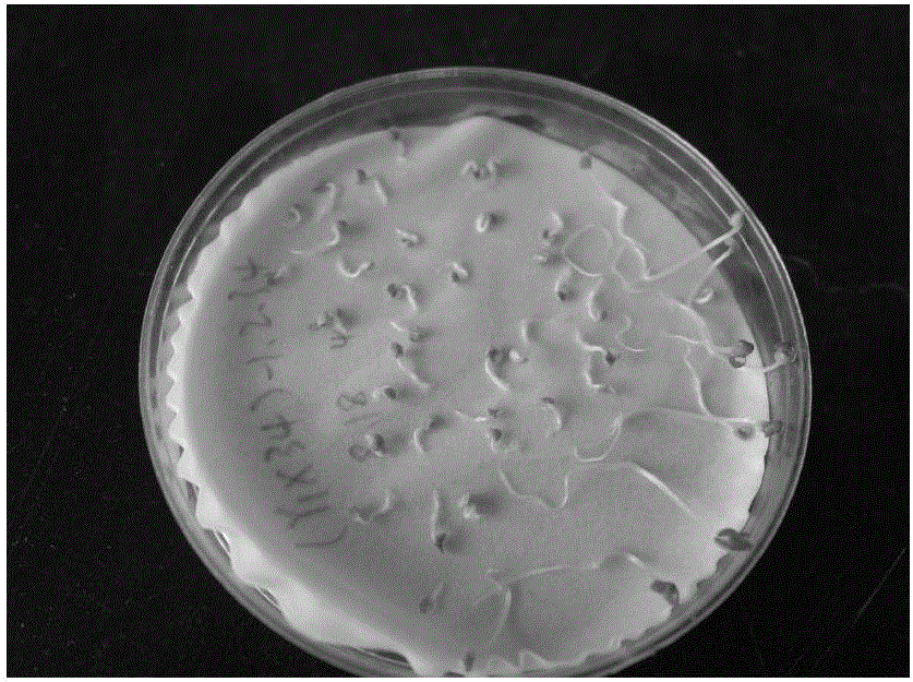 Breeding method of Chinese cabbages resistant to clubroot