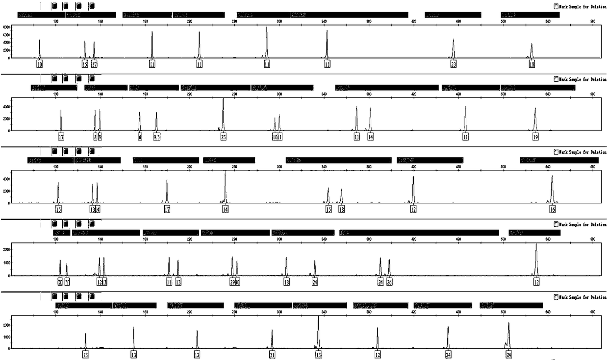 Fluorescence labeled composite amplification kit capable of simultaneously amplifying human autosome and Y-chromosome STR (short tandem repeat) loci and application thereof