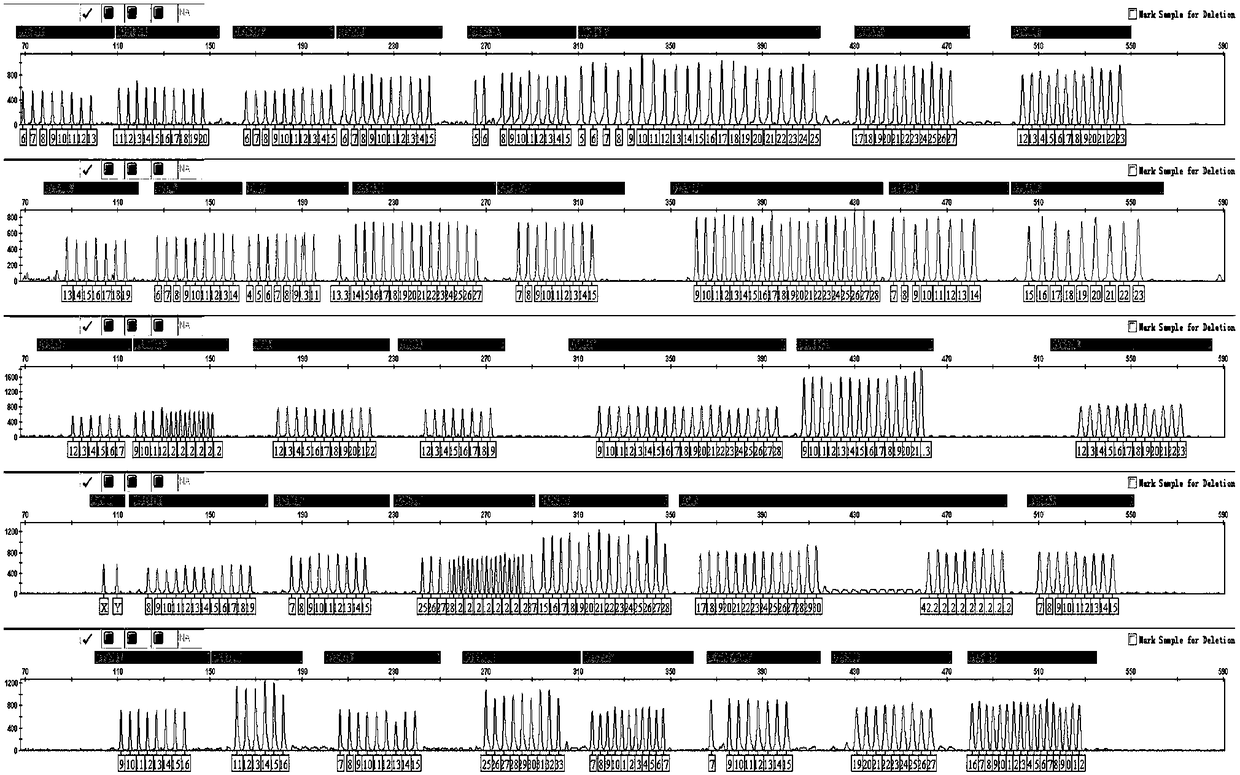 Fluorescence labeled composite amplification kit capable of simultaneously amplifying human autosome and Y-chromosome STR (short tandem repeat) loci and application thereof