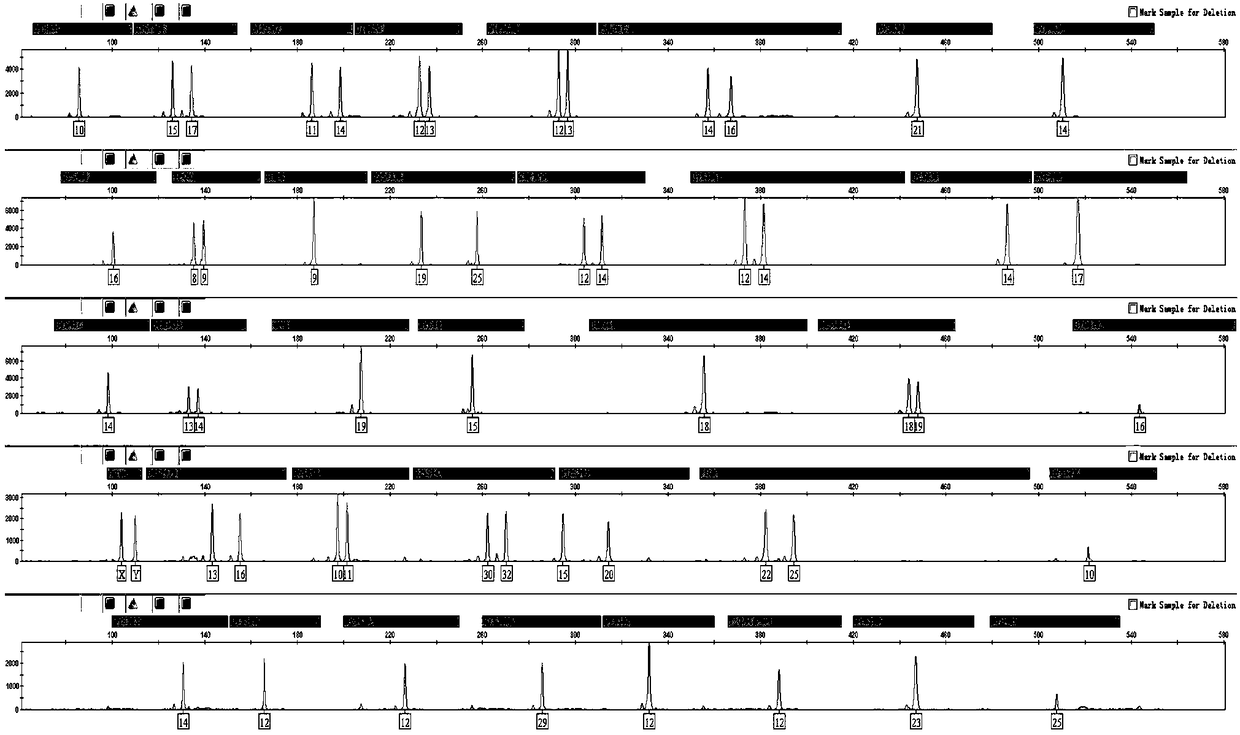 Fluorescence labeled composite amplification kit capable of simultaneously amplifying human autosome and Y-chromosome STR (short tandem repeat) loci and application thereof