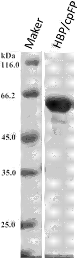 Histidine fluorescent probe as well as preparation method and application thereof