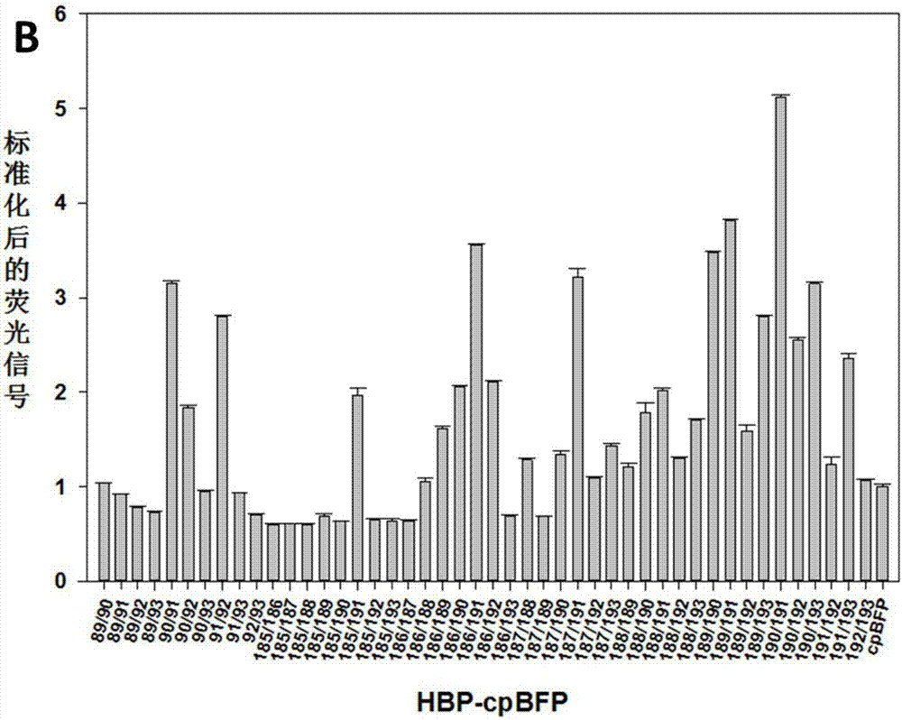 Histidine fluorescent probe as well as preparation method and application thereof