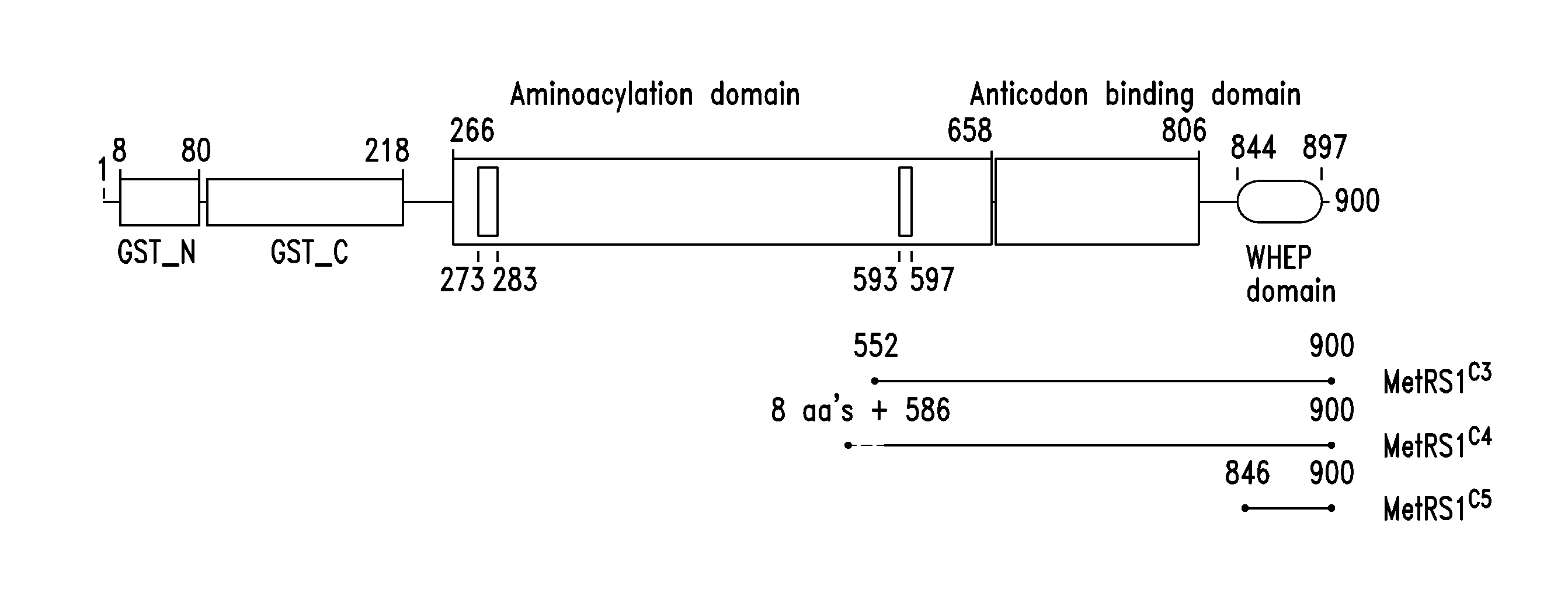 Innovative discovery of therapeutic, diagnostic, and antibody compositions related to protein fragments of methionyl-trna synthetases