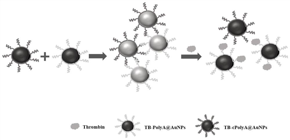 Method for detecting thrombin through nanogold