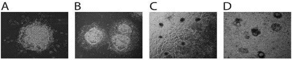 Pluripotent stem cells directional differentiation method