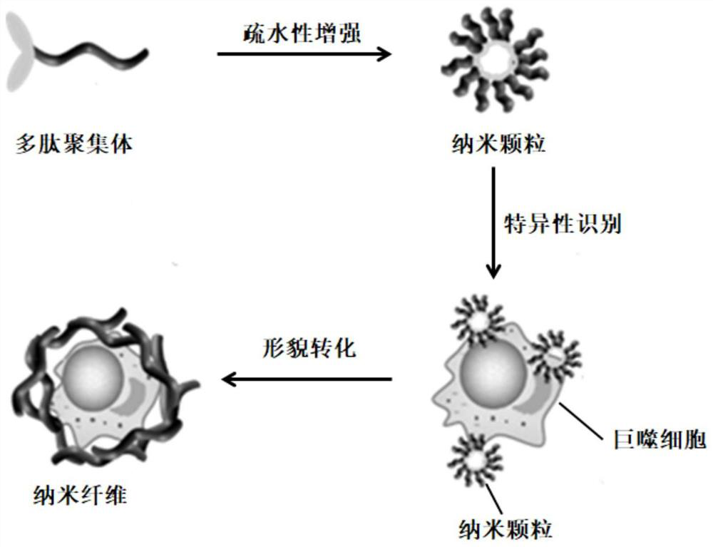 Polypeptide aggregate used for regulating subtype transformation of macrophages and preparation method and application thereof