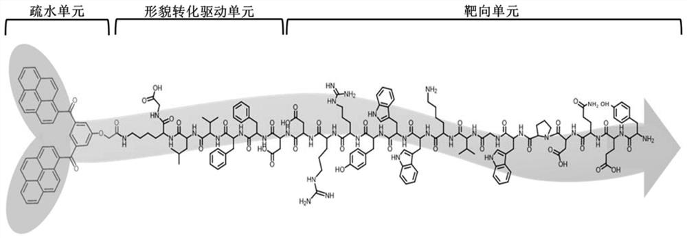 Polypeptide aggregate used for regulating subtype transformation of macrophages and preparation method and application thereof