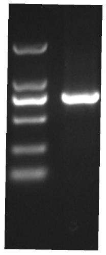 A kind of dna molecule and recombinant virus and their preparation method and application