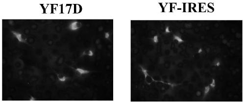 A kind of dna molecule and recombinant virus and their preparation method and application