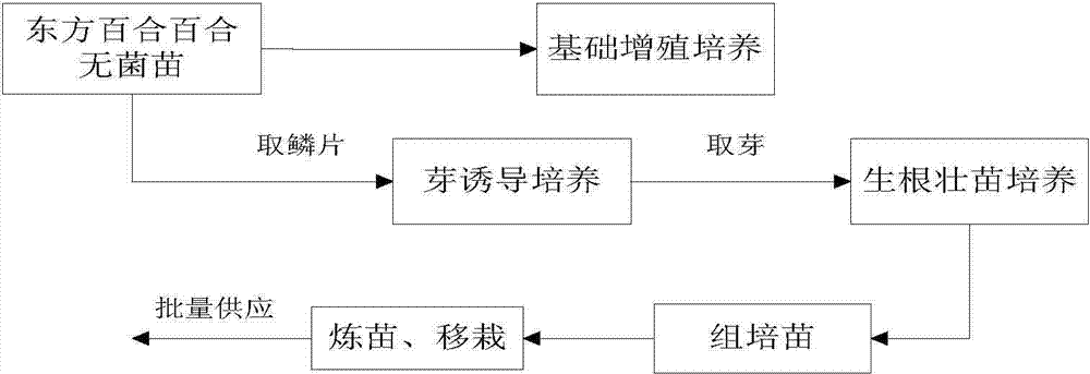 Lilium oriental hybrid tissue culture seedling strengthening method