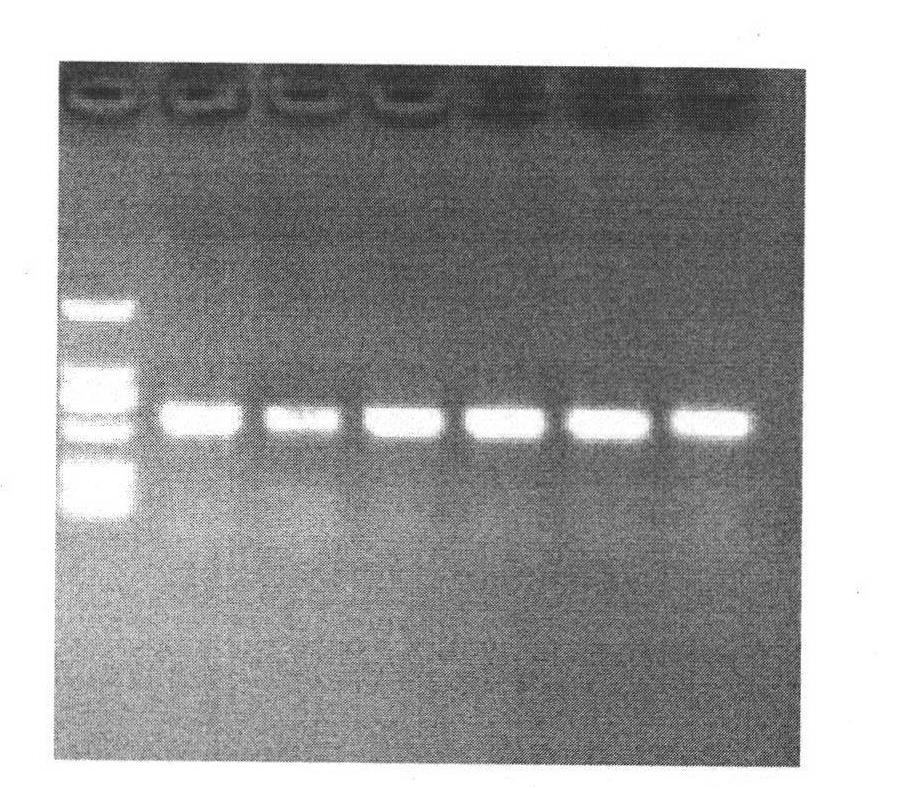 Method for extracting total DNA (Deoxyribonucleic Acid) of microorganisms from pile-fermentation Pu-erh tea