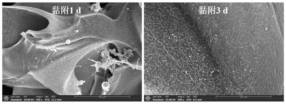 Preparation method of natural biofilm carrier for surfactant wastewater treatment