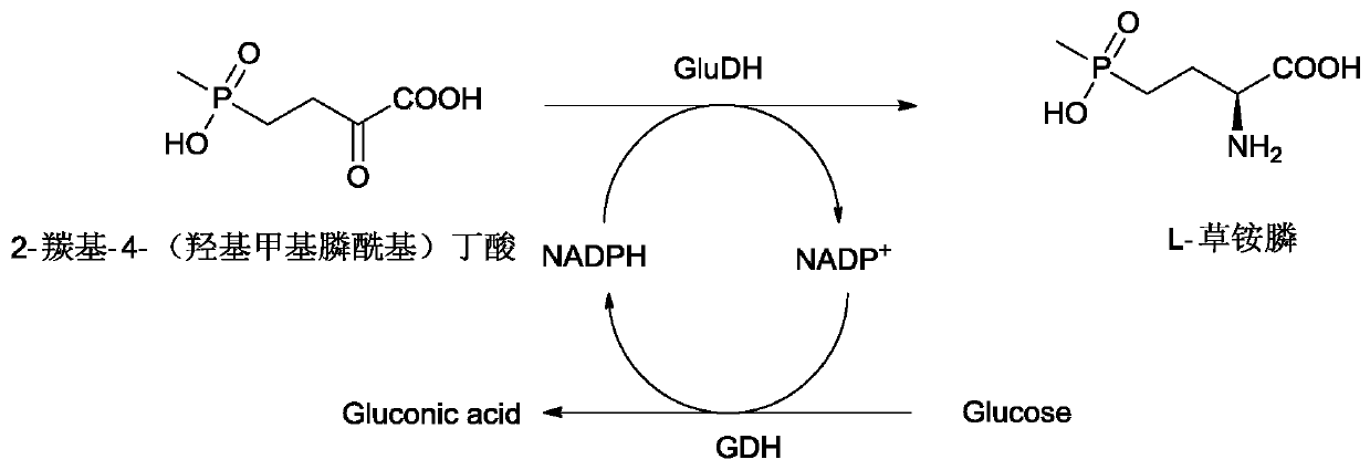 Glufosinate dehydrogenase mutant and application thereof