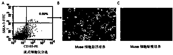 Application of multilineage-differentiating stress-enduring cell, drug for treating diabetes and preparation method of drug