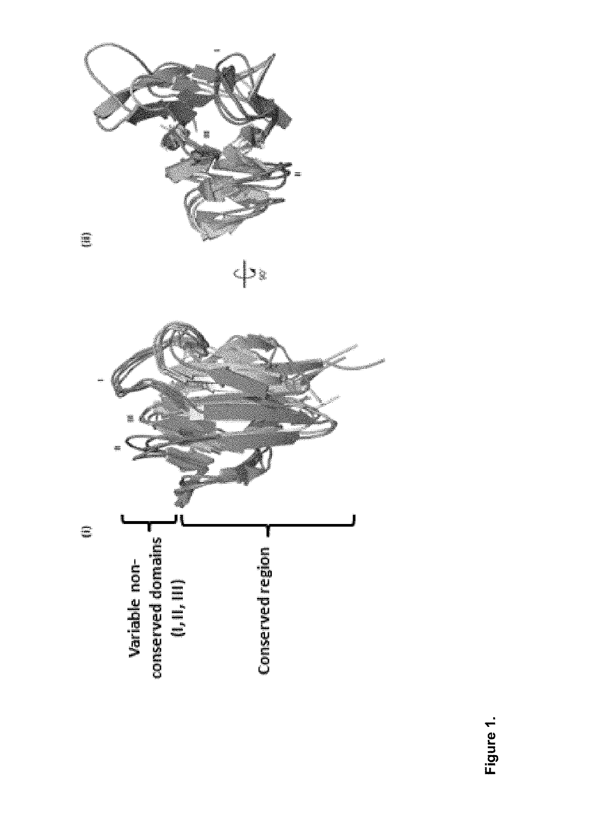 Antibody like protein