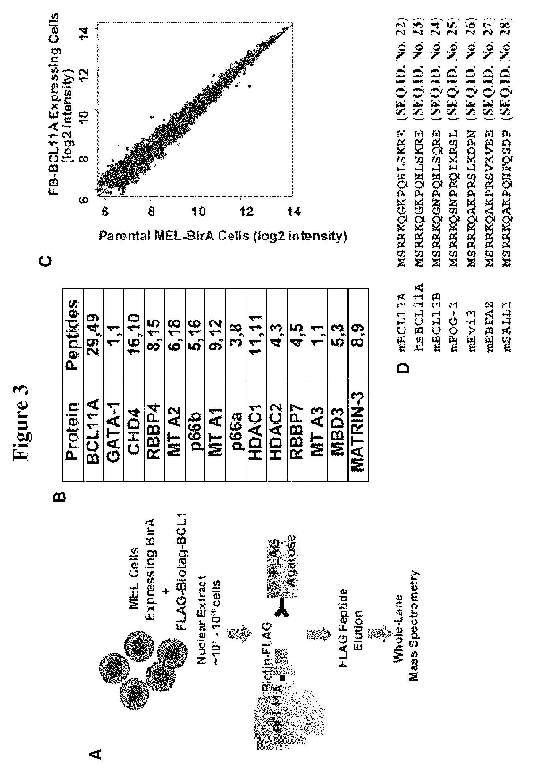 Modulation of BCL11A for treatment of hemoglobinopathies