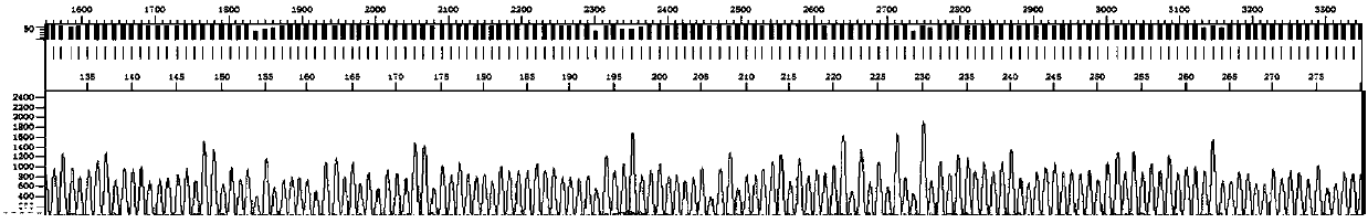 Amplification primer, sequencing primer, kit and method for detection of hepatitis C virus genotyping