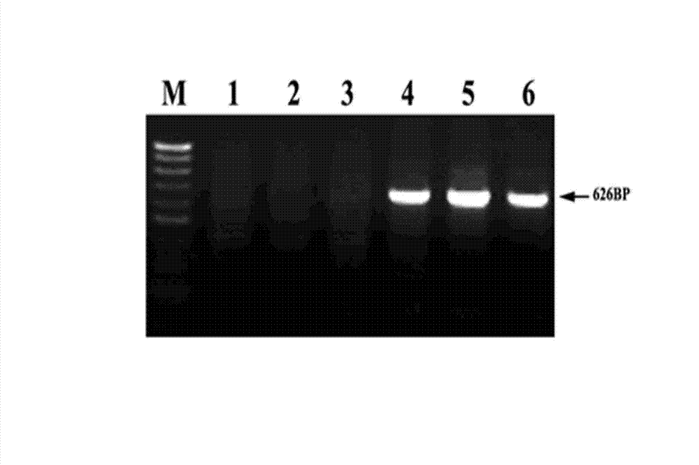 PCR (polymerase chain reaction) method for quickly and efficiently detecting DNA (deoxyribonucleic acid) methylation modification after sulfite treatment