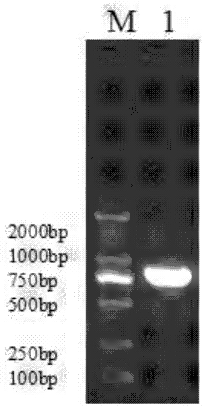 MUC1 (Mucins 1) and GM-CSF (Granulocyte-Macrophage Colony-Stimulating Factor) dual-gene co-expression recombinant vector and preparation method and application thereof