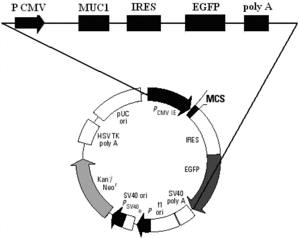 MUC1 (Mucins 1) and GM-CSF (Granulocyte-Macrophage Colony-Stimulating Factor) dual-gene co-expression recombinant vector and preparation method and application thereof