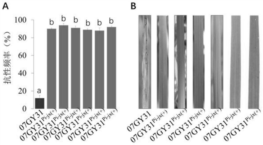 A rice blast resistance locus 'pi-jx' and its indel marker primer and breeding application