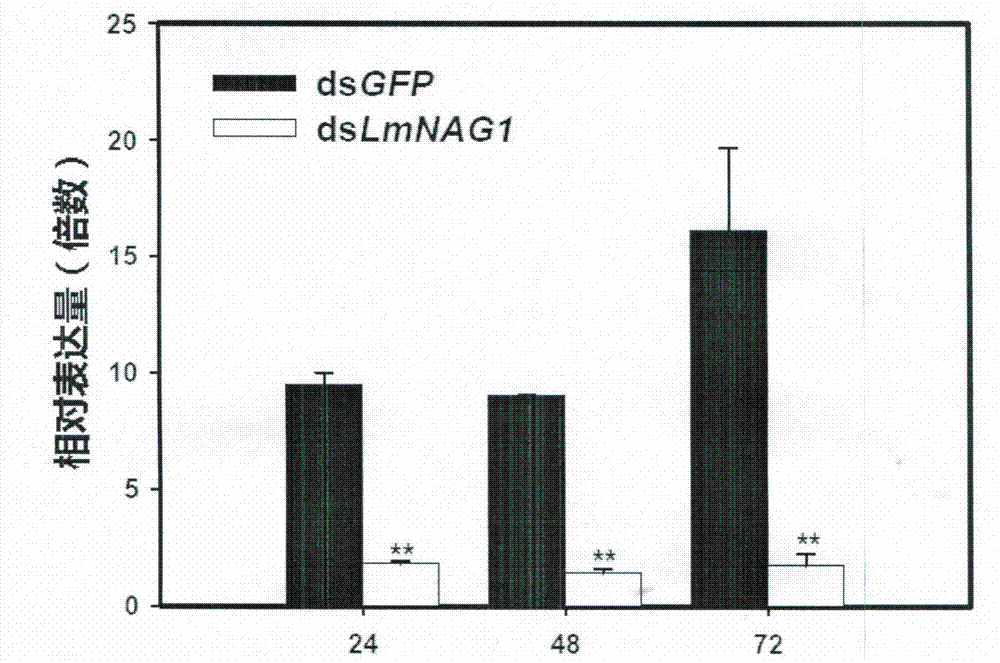 Beta-N-acetylglucosaminidase genes of insects and application thereof
