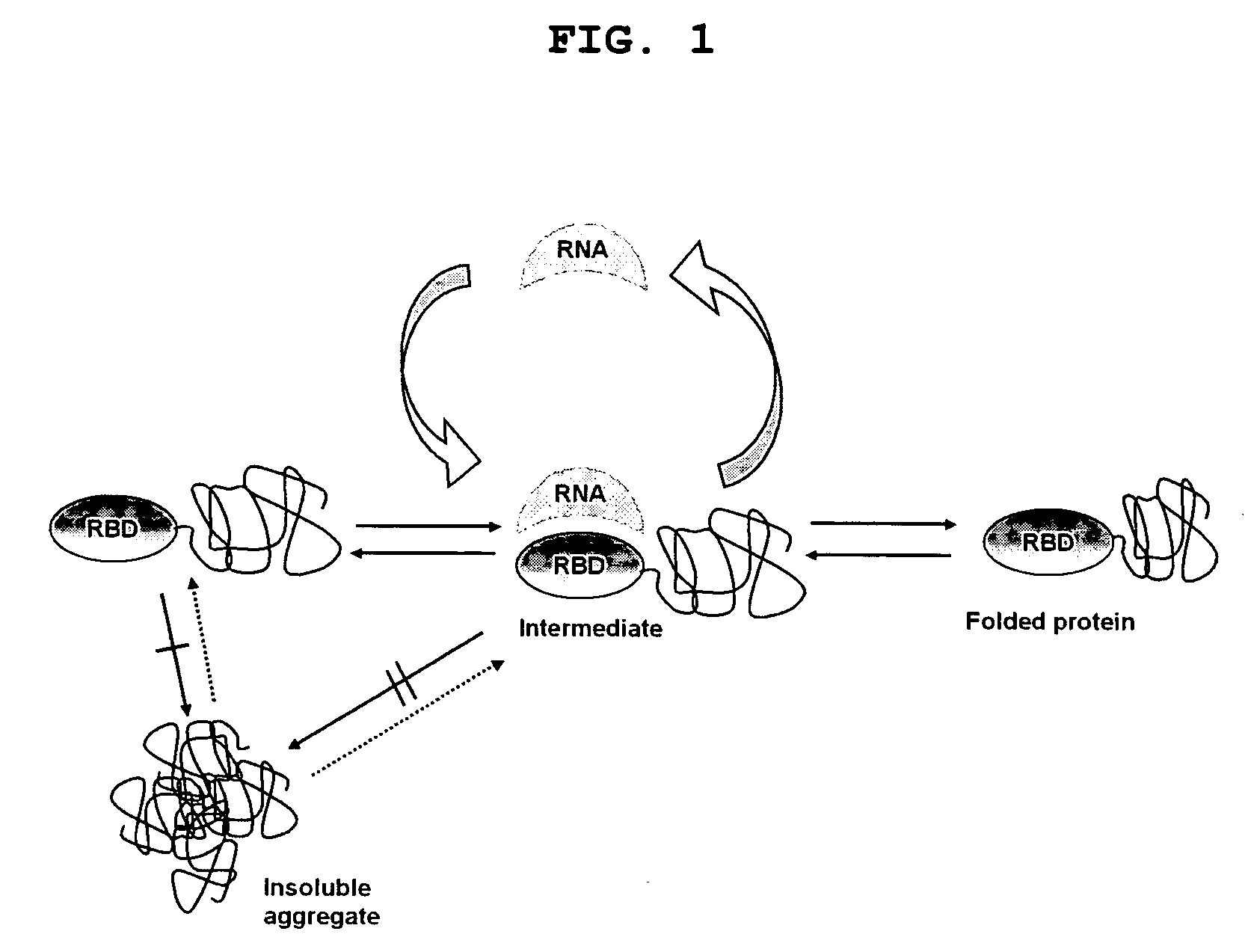 Method for improving solubility and folding efficiency of target proteins using RNA as molecular chaperone