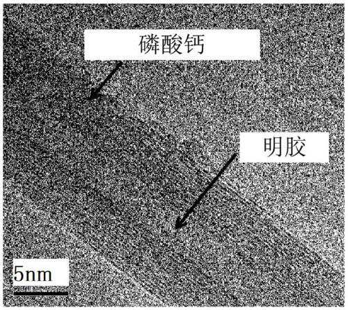 Composite body having coating layer of ceramic crystal, and method for producing same