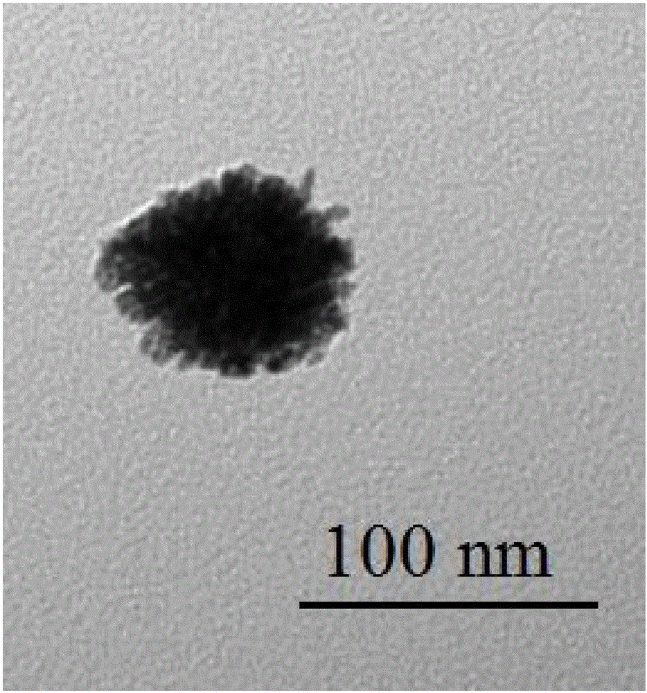 Method for self-assembling and synthesizing spherical gold nanoparticles by using bacitracin as template