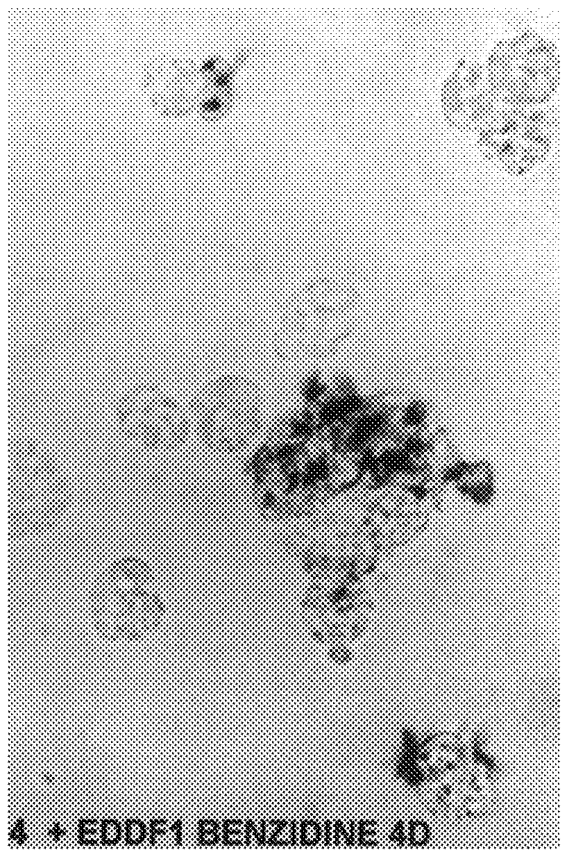 Method of differentiating erythrocyte progenitor cells
