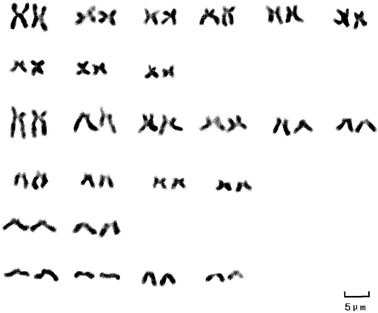Method for preparing Leuciscus sp. chromosomes