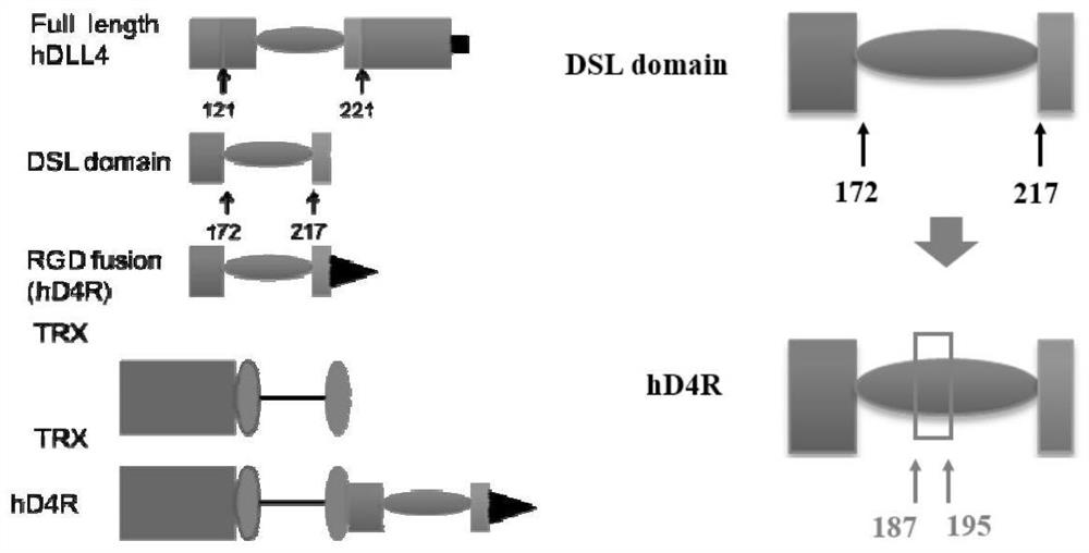 A short peptide for cancer targeted therapy and its ultrasound-responsive nano drug-loaded microbubble and its application