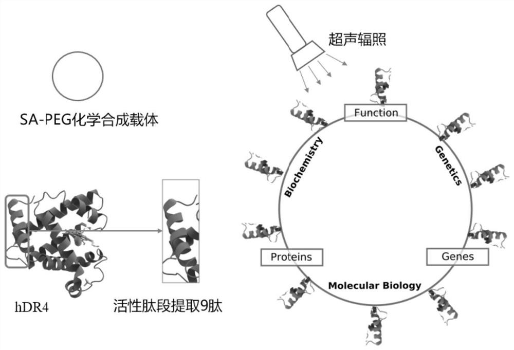 A short peptide for cancer targeted therapy and its ultrasound-responsive nano drug-loaded microbubble and its application