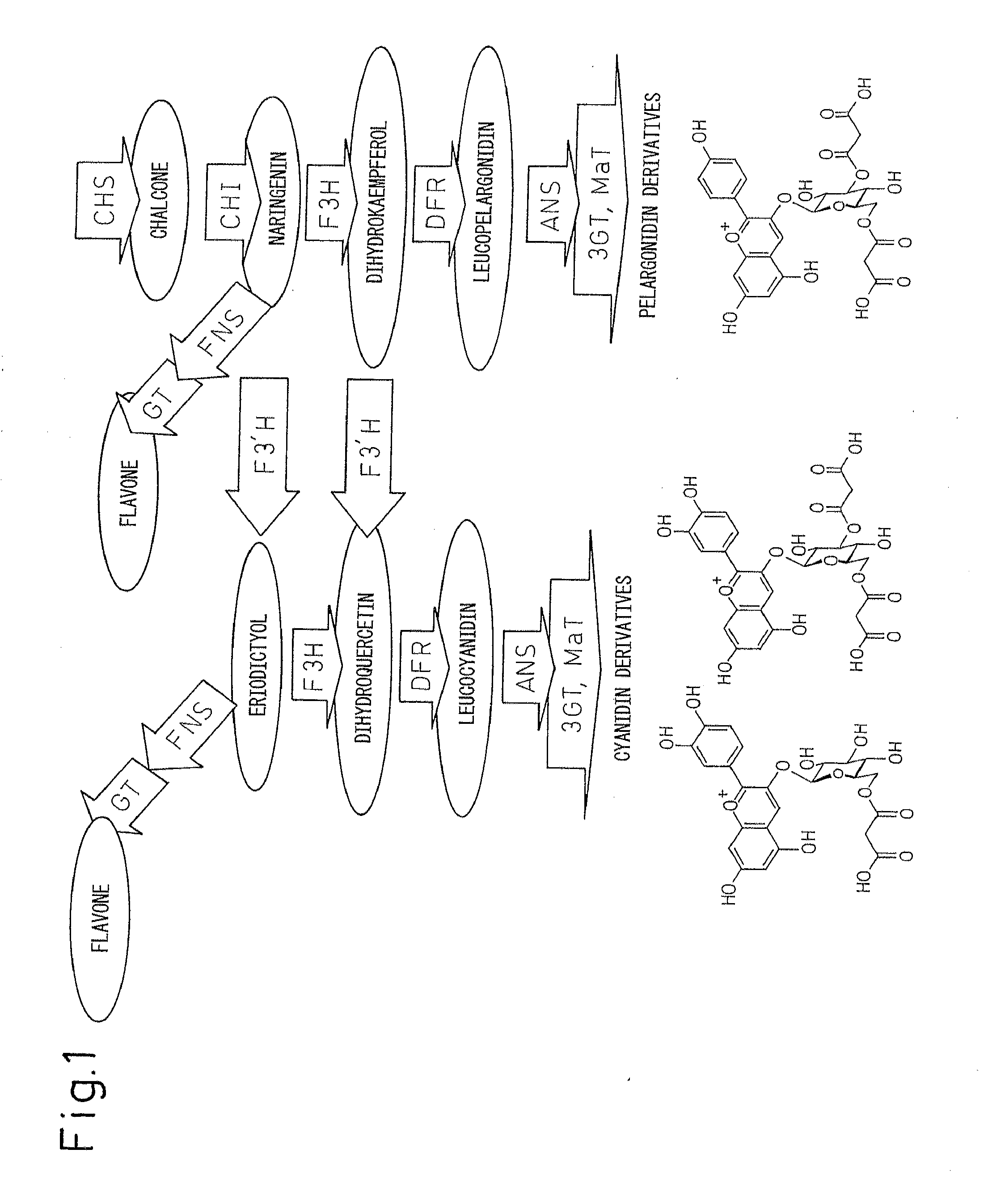 Method for producing chrysanthemum plant having petals containing modified anthocyanin