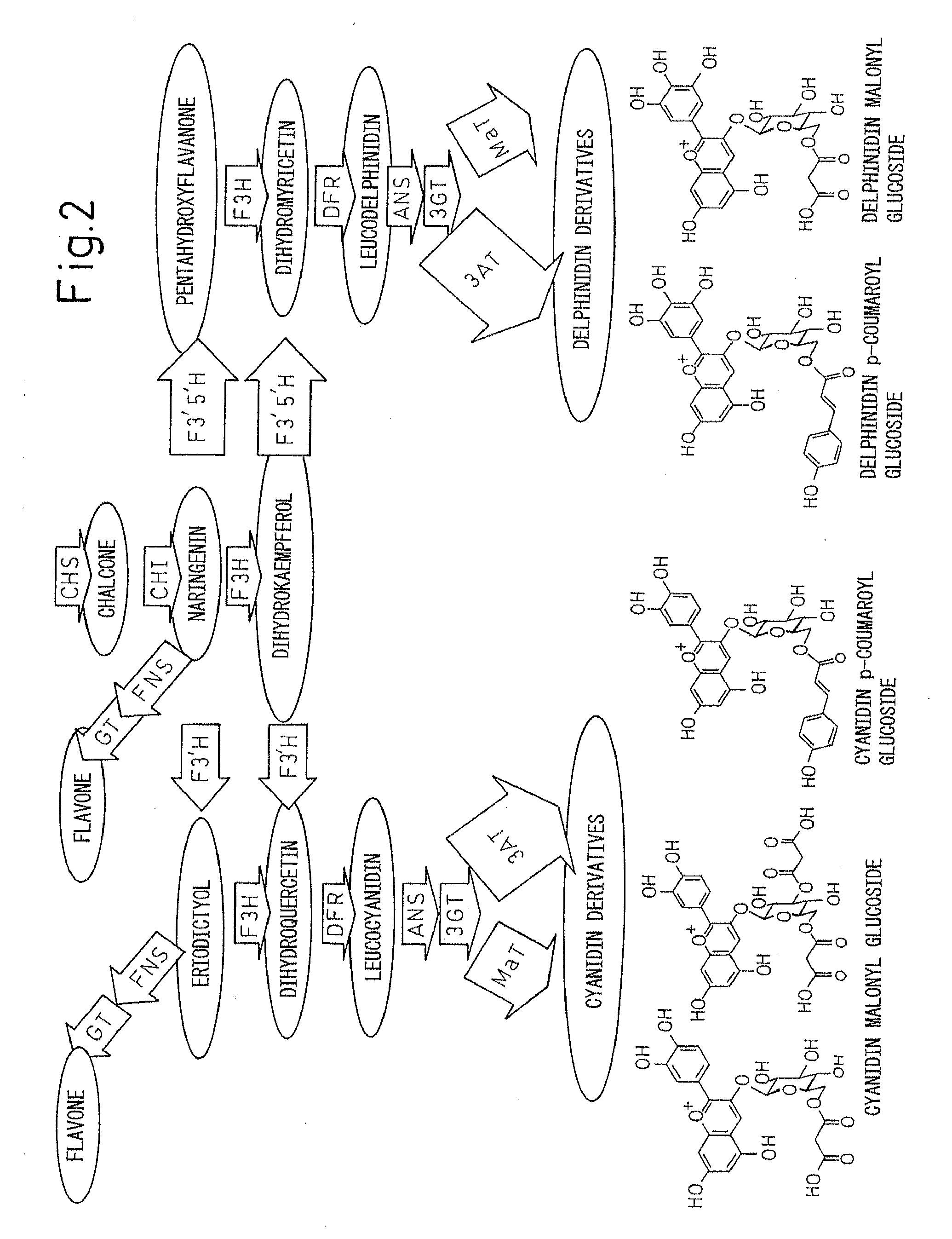 Method for producing chrysanthemum plant having petals containing modified anthocyanin