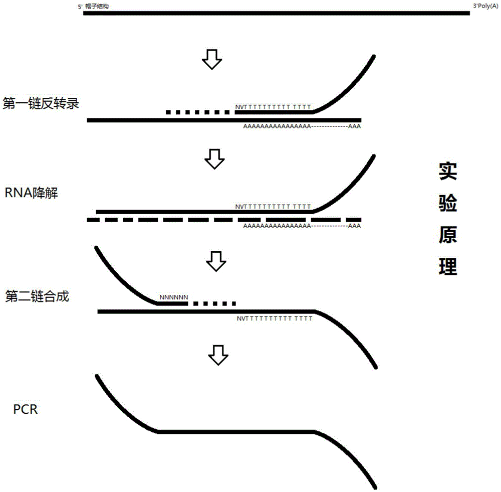 Space transcriptome database building and sequencing method and device adopted for same