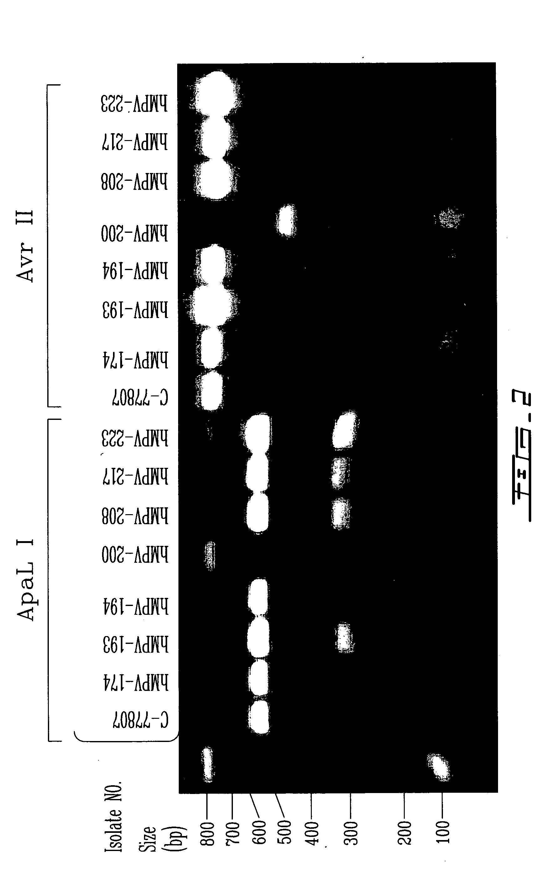 Molecular methods and compositions for detecting and quantifying respiratory viruses