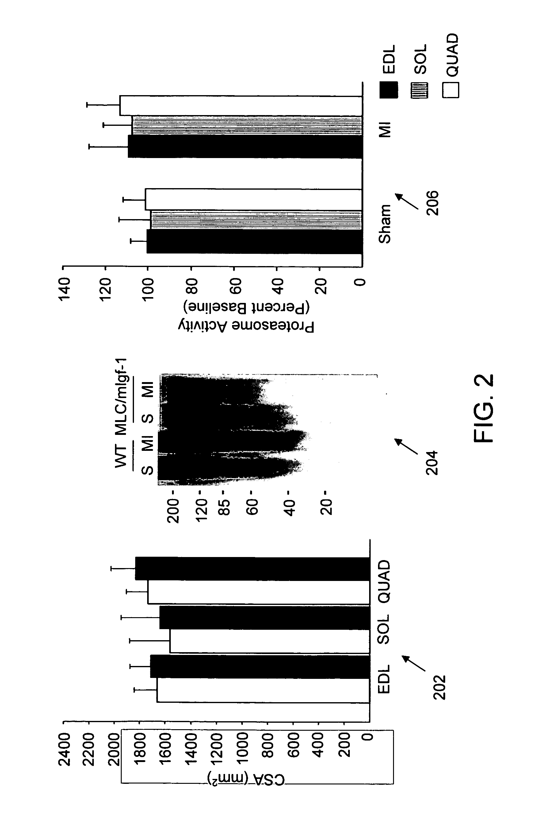 IGF-1 novel peptides