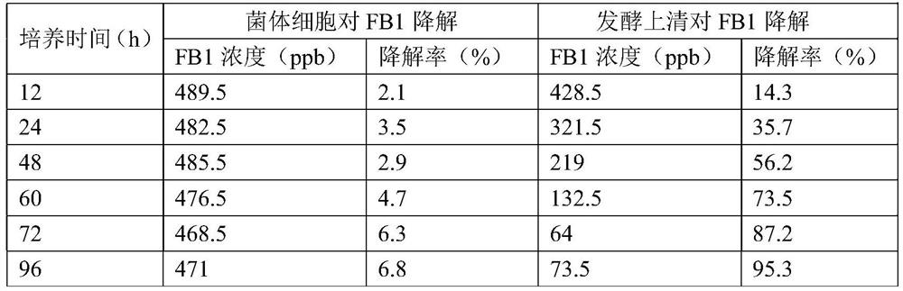 Penicillium fimbriatum strain RA51 and application thereof