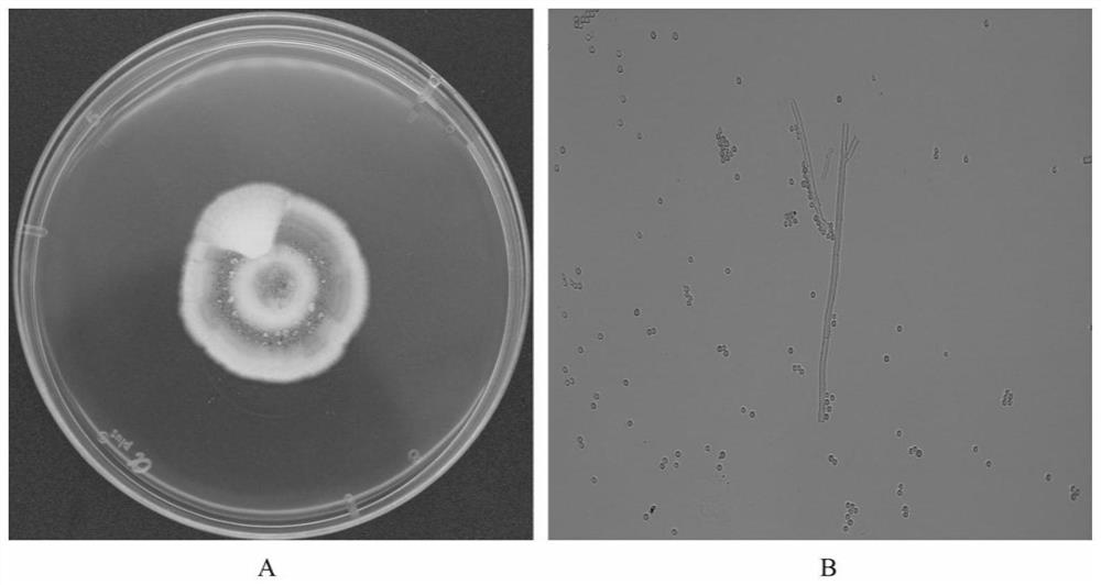 Penicillium fimbriatum strain RA51 and application thereof