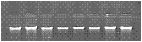 Detection method of single nucleotide polymorphism of fshr gene in Qianbei Ma sheep