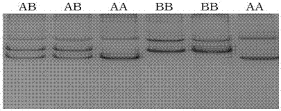 Detection method of single nucleotide polymorphism of fshr gene in Qianbei Ma sheep