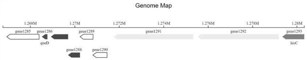 Leuconostoc citreum strain and application thereof