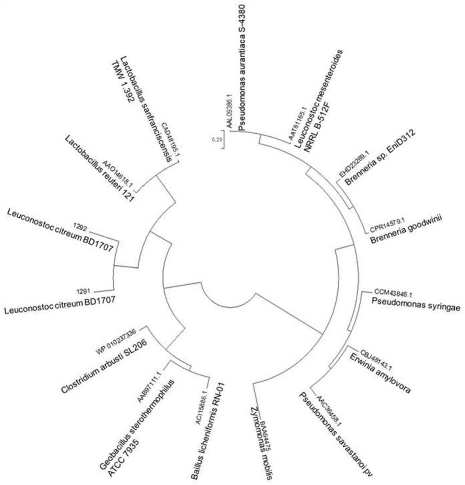 Leuconostoc citreum strain and application thereof