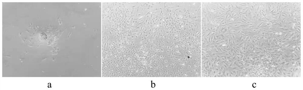 Method for obtaining mesenchymal stem cells from mouse gingival tissue